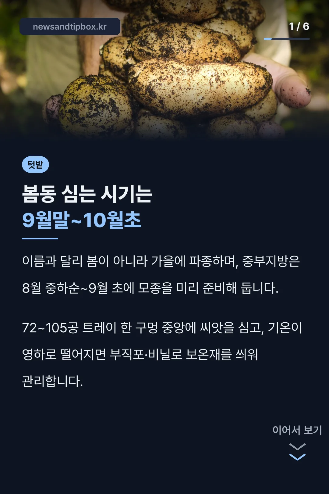 봄동 심는 시기는 9월말~10월초