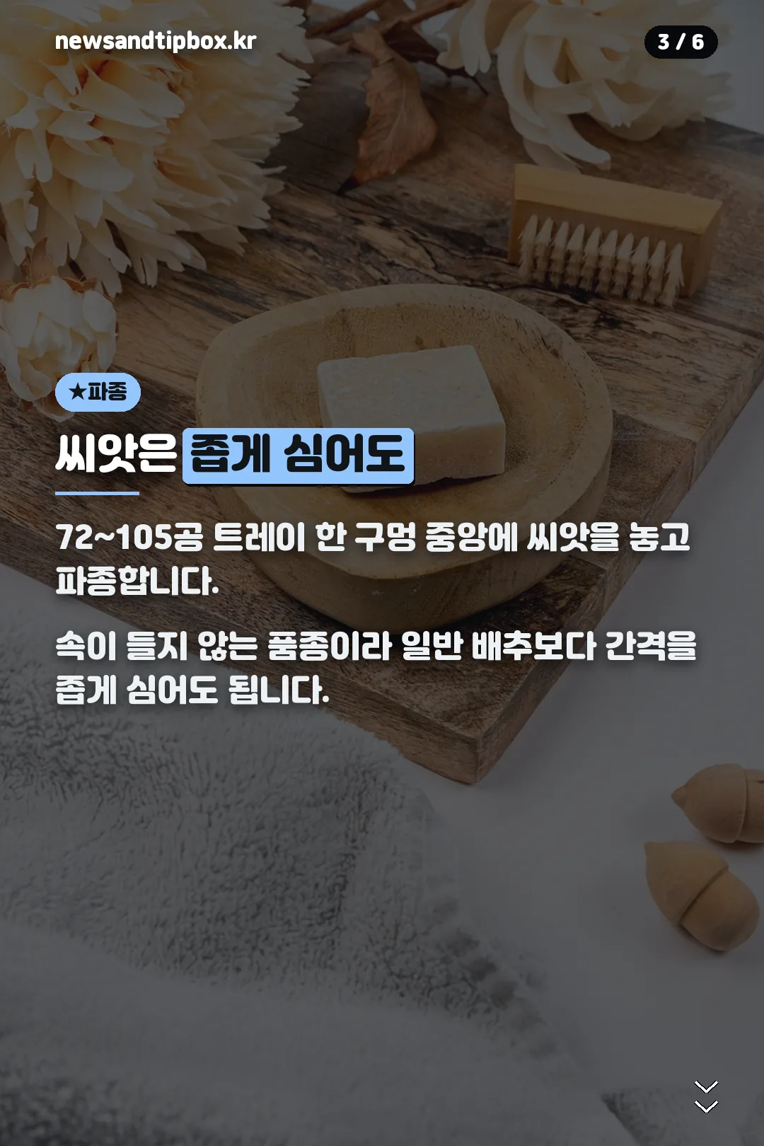 씨앗 파종 방법