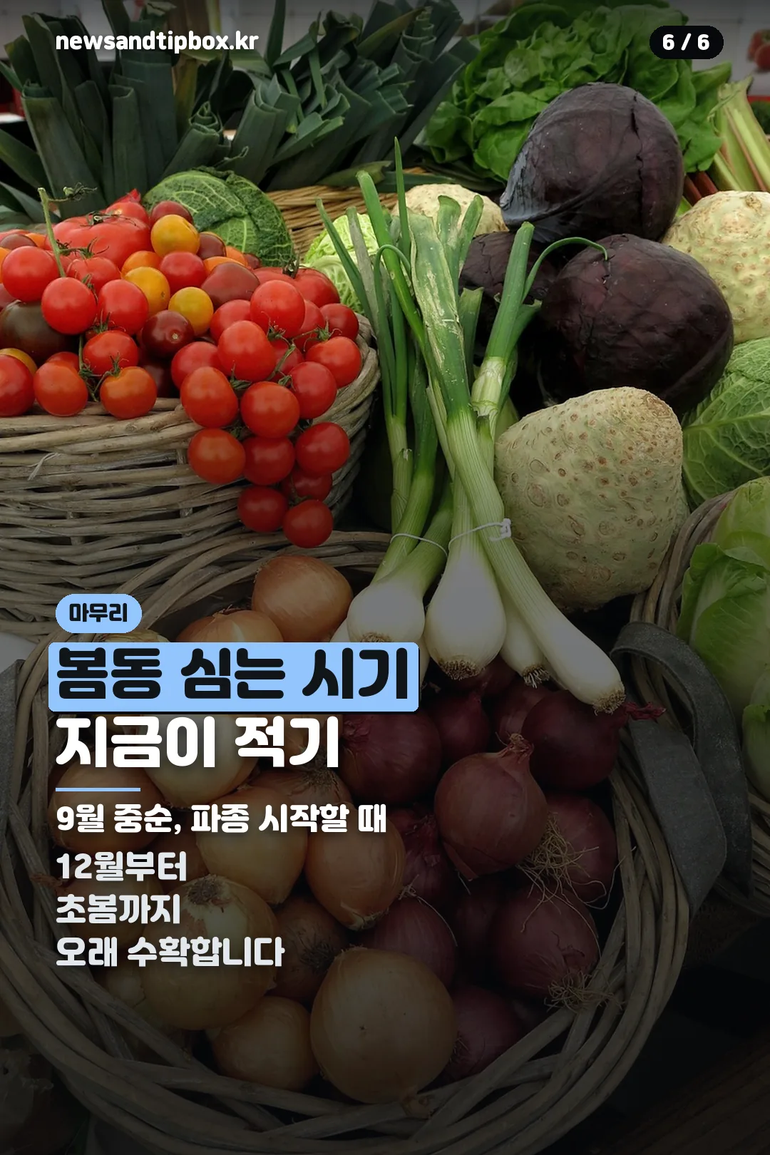 수확 시기 마무리