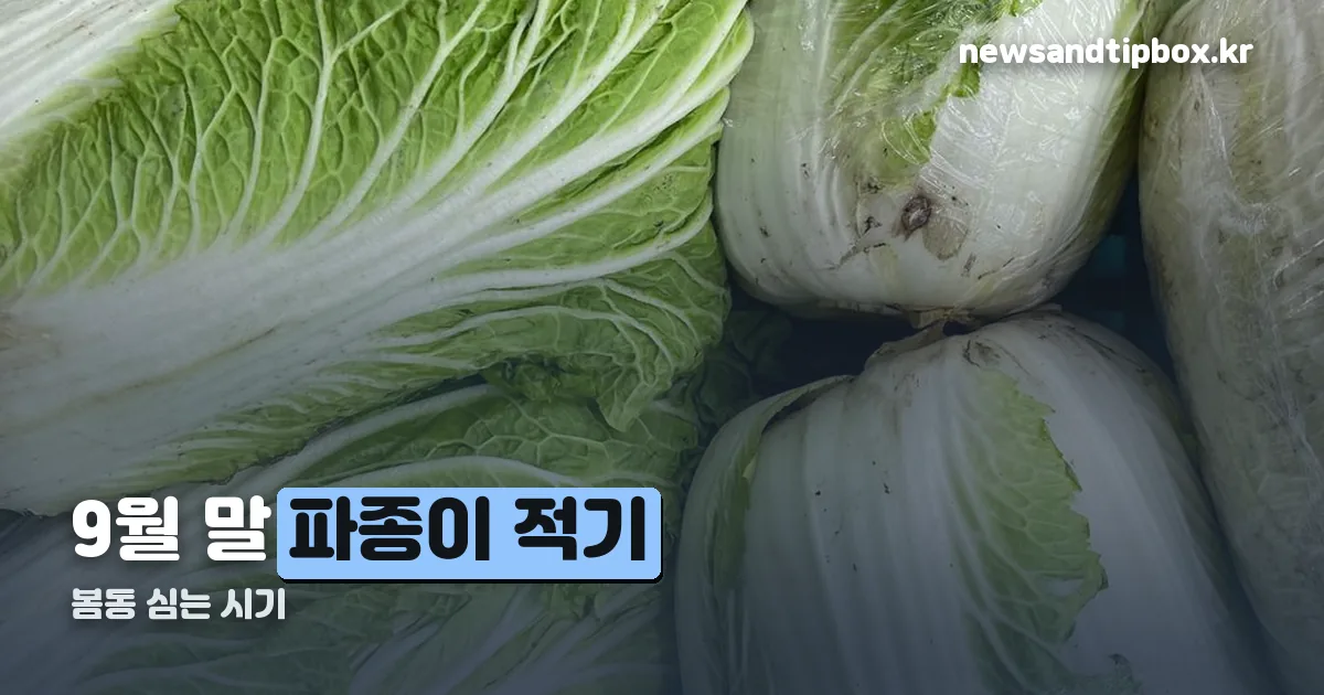 봄동 심는 시기 정리 썸네일