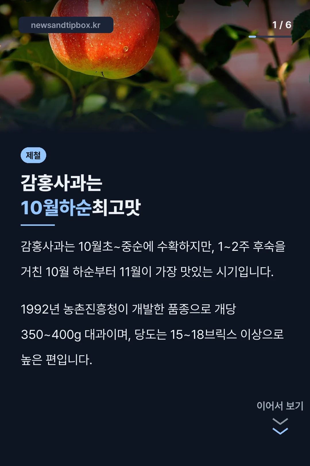 감홍사과는 10월하순최고맛
