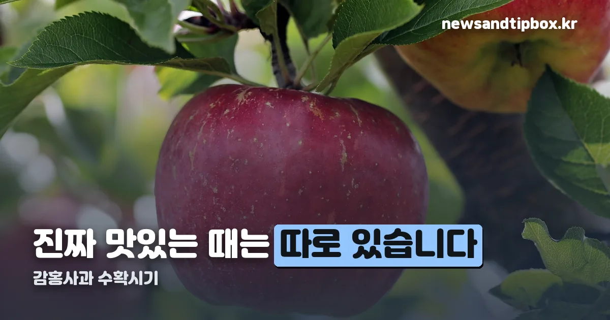 감홍사과 수확시기 정리 썸네일