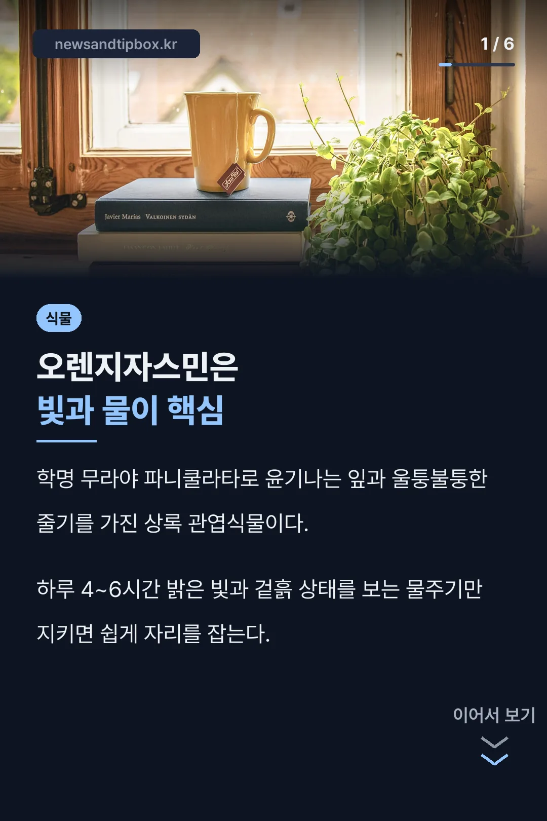 오렌지자스민 식물 소개