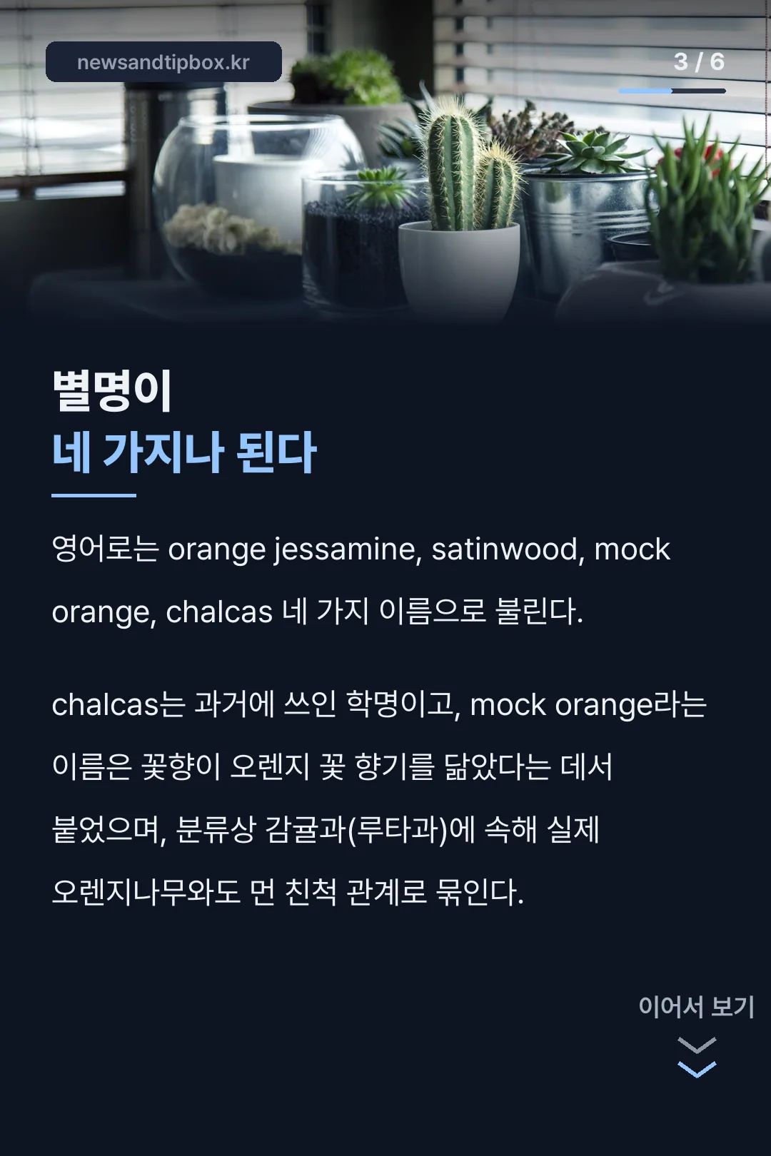 오렌지자스민 영문 별명 네 가지