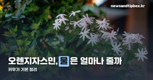 오렌지자스민 키우기, 빛과 물주기 기본 정리