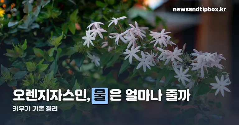 오렌지자스민 키우기 정리 썸네일