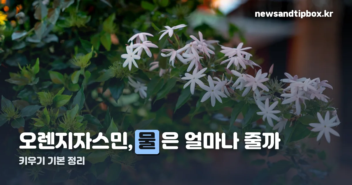 오렌지자스민 키우기 정리 썸네일